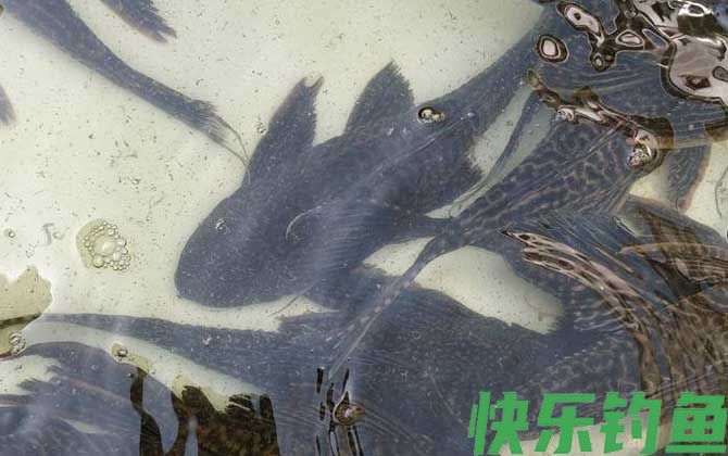 清道夫鱼吃什么食物(图3) 清道夫鱼吃什么食物(图3)