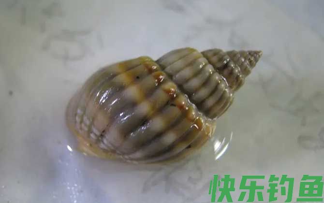 乌螺是什么螺(图2) 乌螺是什么螺(图2)