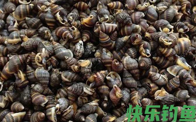 乌螺是什么螺(图4) 乌螺是什么螺(图4)