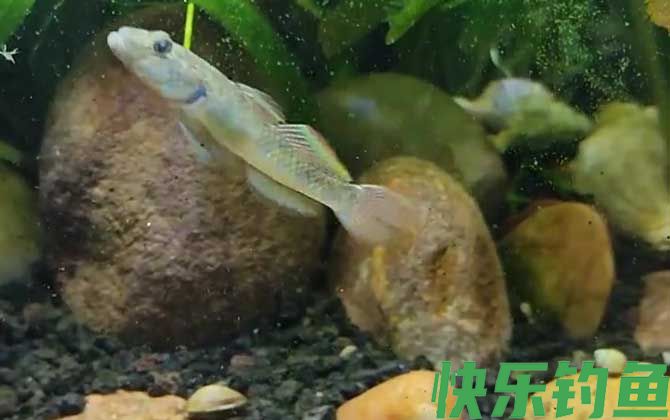 虾虎鱼吃什么食物(图4) 虾虎鱼吃什么食物(图4)