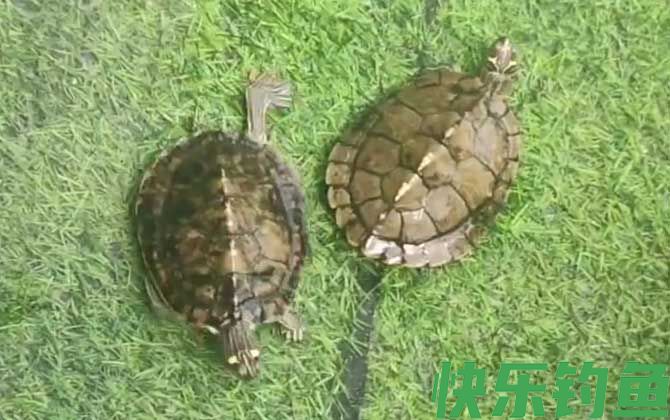 地图龟为什么不好养(图2)