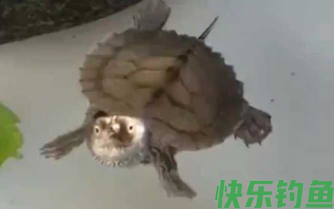 地图龟为什么不好养(图1)