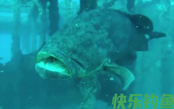龙趸鱼和石斑鱼的区别(图1) 龙趸鱼和石斑鱼的区别(图1)