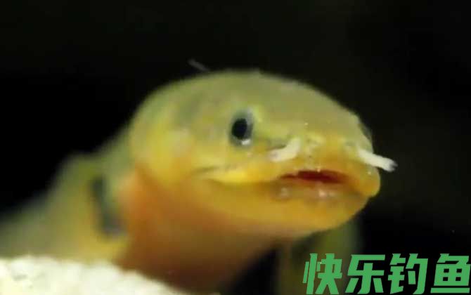 草绳恐龙鱼是什么鱼(图3) 草绳恐龙鱼是什么鱼(图3)