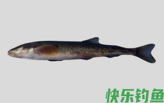 酒泉高原鳅是什么鱼(图1)