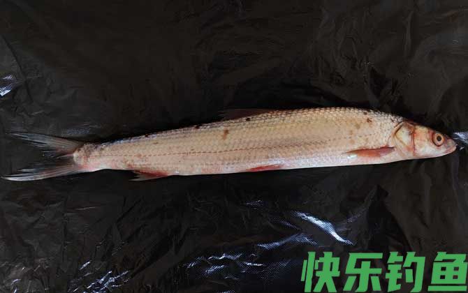 鳤鱼是什么鱼(图2) 鳤鱼是什么鱼(图2)