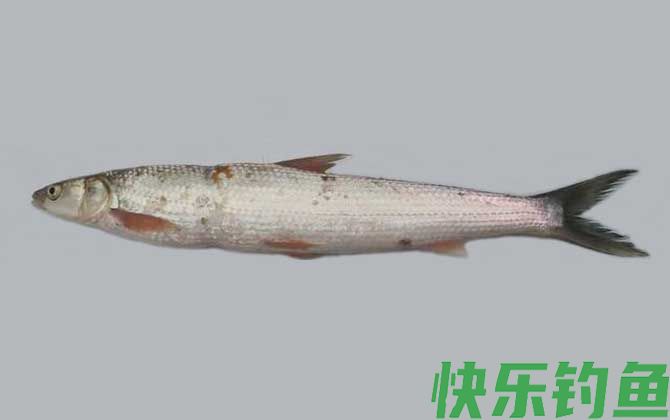 鳤鱼是什么鱼(图3) 鳤鱼是什么鱼(图3)